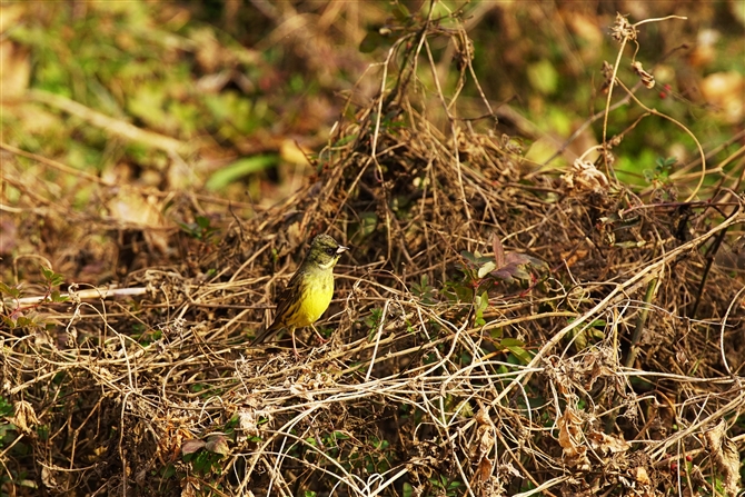 AIW,Black-faced Bunting